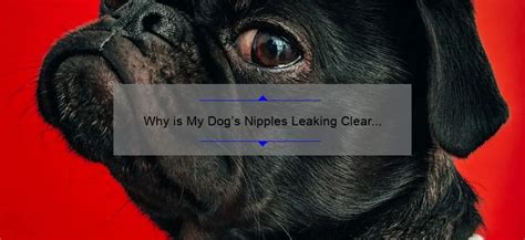 Why is My Dog’s Nipples Leaking Clear Fluid: Causes。